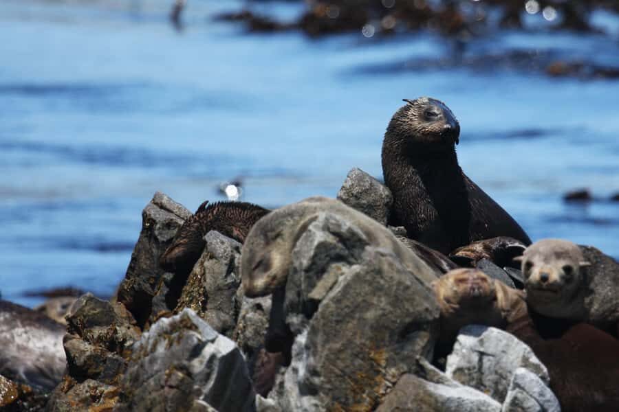 Gansbaai and Big 5 Sea Safari Full-Day Tour from Cape Town - Land Stop Choice: Stony Point vs. Harold Porter Botanical Garden