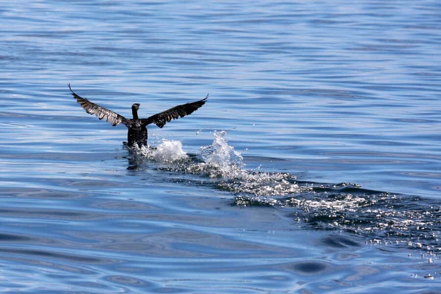 Gansbaai and Big 5 Sea Safari Full-Day Tour from Cape Town - De Kelders Cliffs and the Unspoiled Coast: The Scenic Intermission