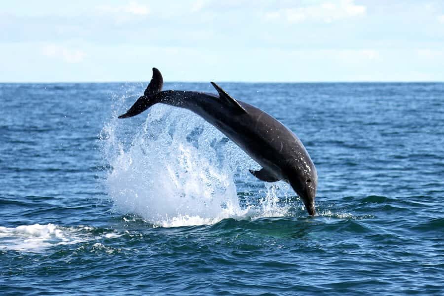 Gansbaai and Big 5 Sea Safari Full-Day Tour from Cape Town - Hermanus Late Lunch and Peregrine Farm Stall: Food and Souvenirs That Feel Real