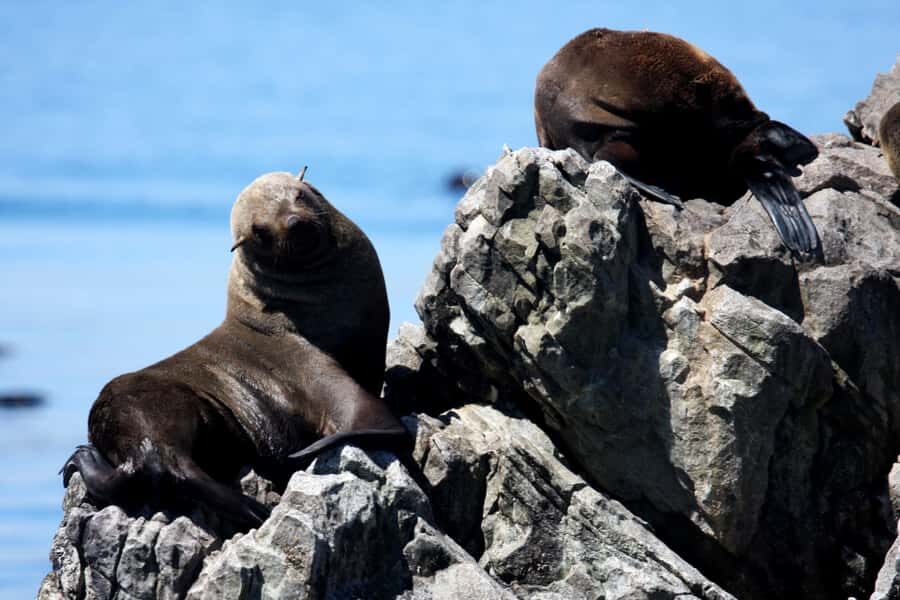 Gansbaai and Big 5 Sea Safari Full-Day Tour from Cape Town - Price and Value: Is $202 a Good Deal for a Full-Day Big Five Safari?