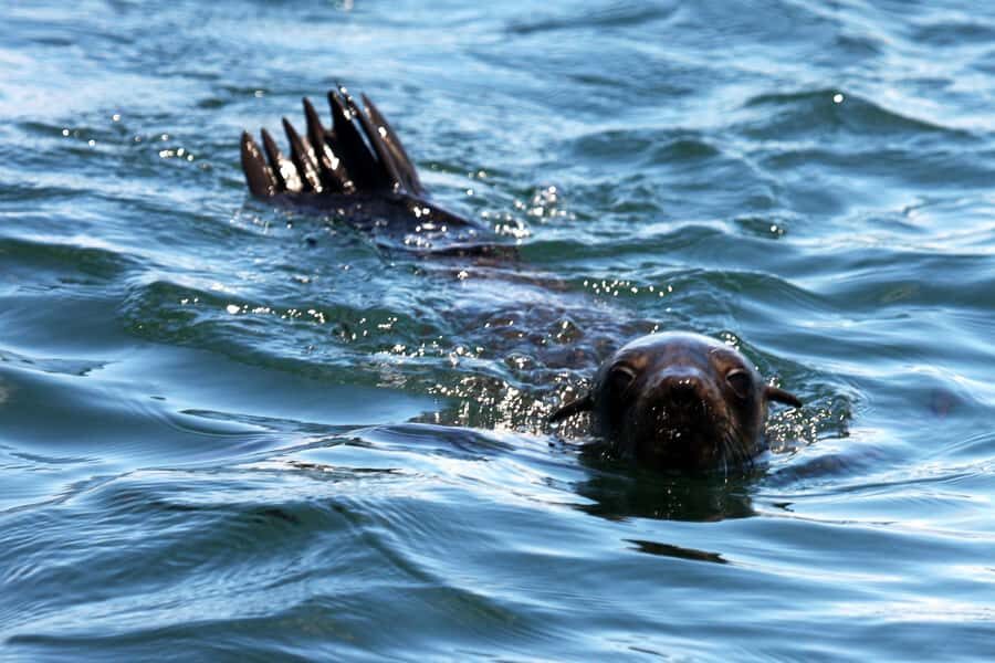 Gansbaai and Big 5 Sea Safari Full-Day Tour from Cape Town - Season Reality: Why Sharks and Whales Are Hit-or-Miss