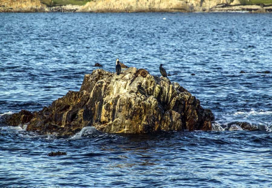 Gansbaai and Big 5 Sea Safari Full-Day Tour from Cape Town - Who This Tour Fits Best (and Who Might Prefer Something Else)