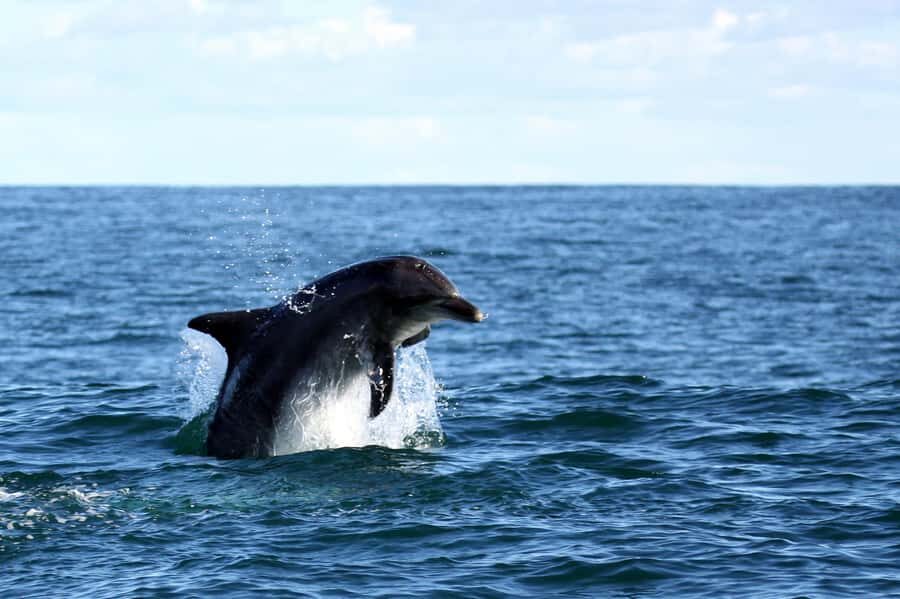 Gansbaai and Big 5 Sea Safari Full-Day Tour from Cape Town - Walker Bay Big Five Sea Safari: Why This Boat Time Feels Worth It