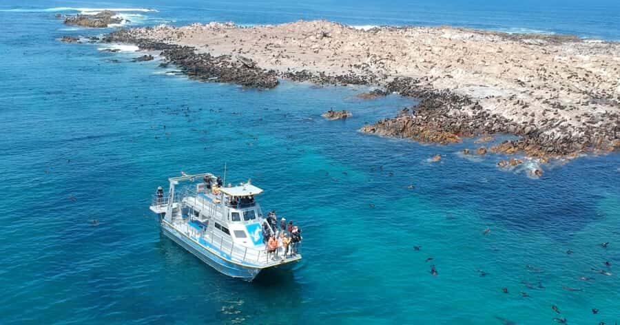 Gansbaai: Marine Big 5 Boat tour - African Penguin and Seabird Sanctuary: the conservation payoff