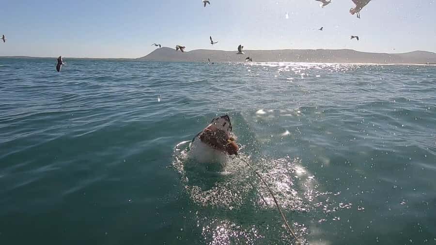 Gansbaai: Shark Cage Diving and Shark Viewing Boat Trip - Key things to know before you go