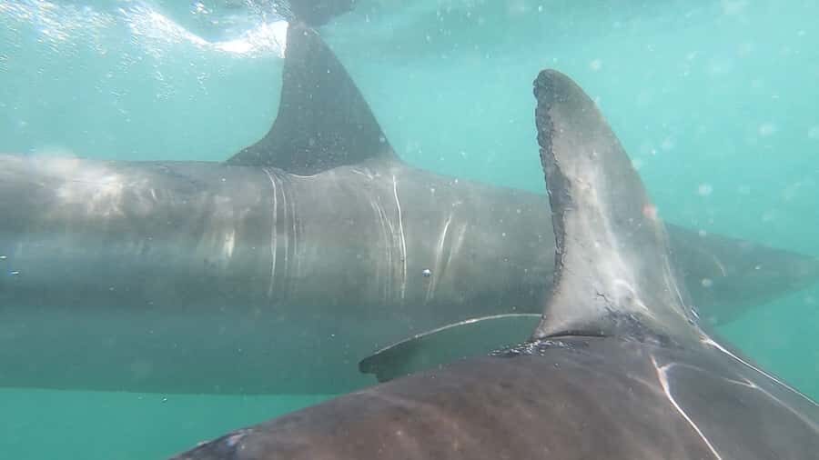 Gansbaai: Shark Cage Diving and Shark Viewing Boat Trip - Who should book this Gansbaai shark viewing experience