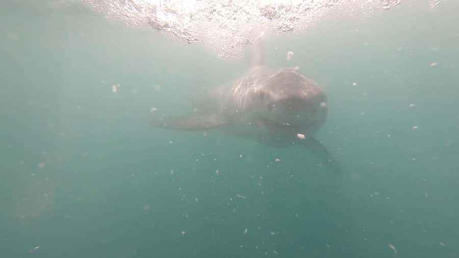 Gansbaai: Shark Cage Diving and Shark Viewing Boat Trip - Why Dyer Island makes sense for shark sightings