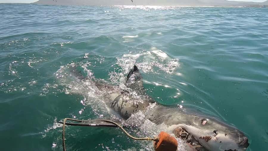 Gansbaai: Shark Cage Diving and Shark Viewing Boat Trip - Kleinbaai: the photo stop, meals, and the safety briefing that sets the tone