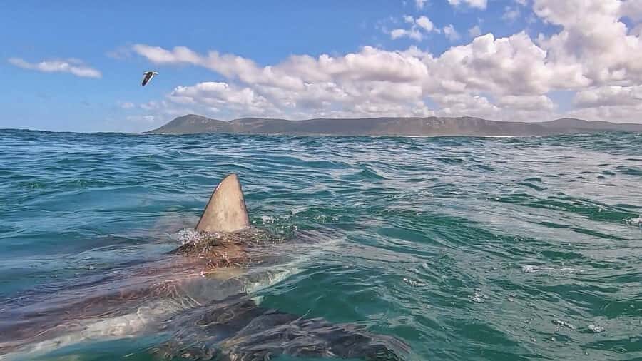 Gansbaai: Shark Cage Diving and Shark Viewing Boat Trip - On the water near Dyer Island: what you’re actually looking for