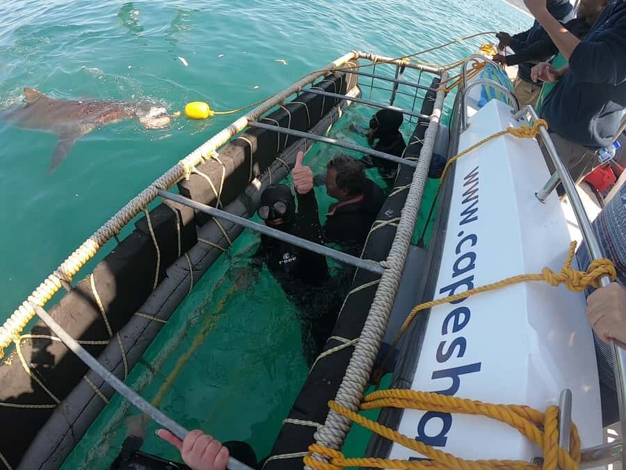 Gansbaai: Shark Cage Diving and Shark Viewing Boat Trip - The underwater shark cage: getting up close without taking stupid risks