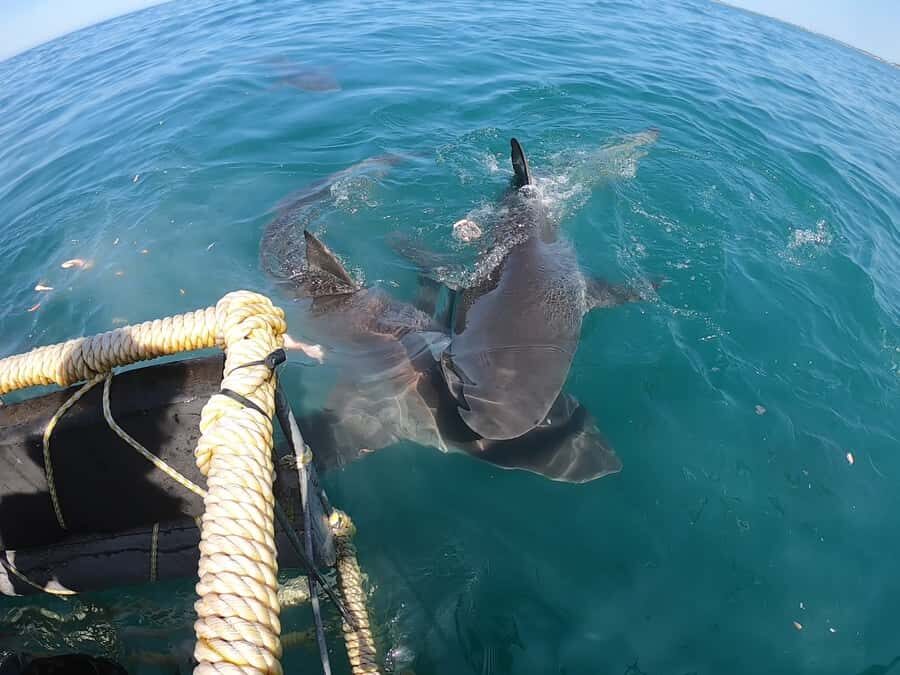Gansbaai: Shark Cage Diving and Shark Viewing Boat Trip - Meals, warmth on return, and the small comfort wins