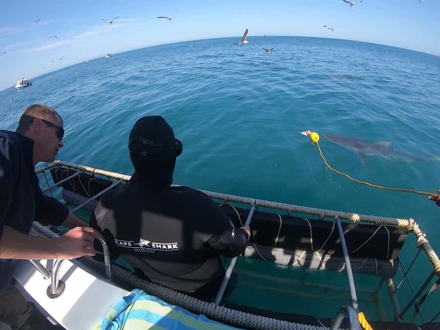 Gansbaai: Shark Cage Diving and Shark Viewing Boat Trip - Price and value: is $161 per person worth it?