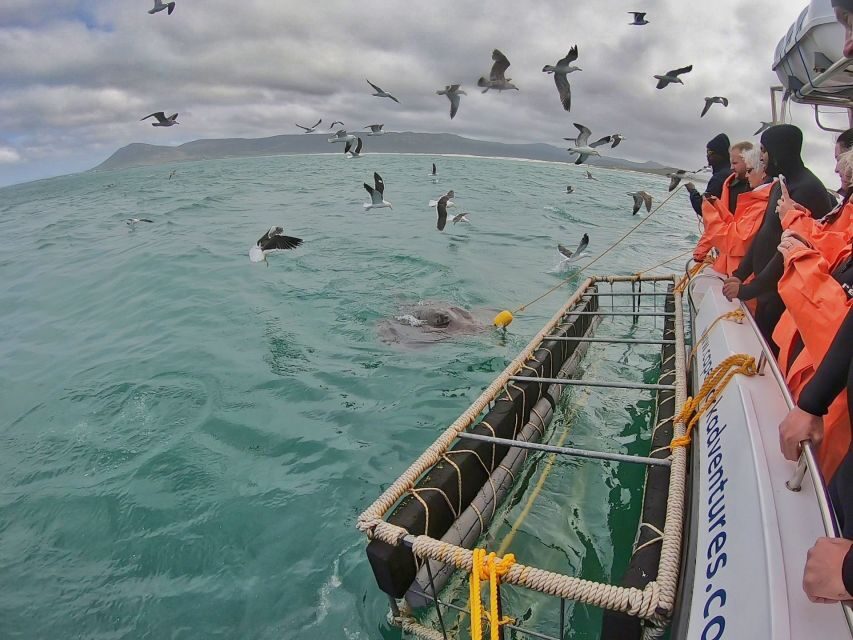 Gansbaai: Shark Cage Diving and Shark Viewing Boat Trip - What to bring: your checklist for cold, wind, and cameras