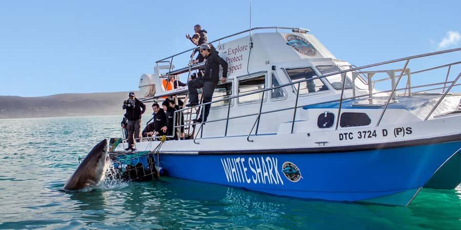 Gansbaai: Shark Dive & Whale Watching Combo Boat Trip - Key points to know before you go