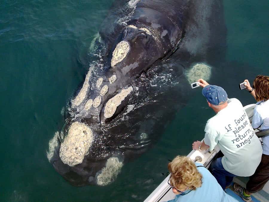 Gansbaai: Shark Dive & Whale Watching Combo Boat Trip - Why Gansbaai is the logical place for this combo