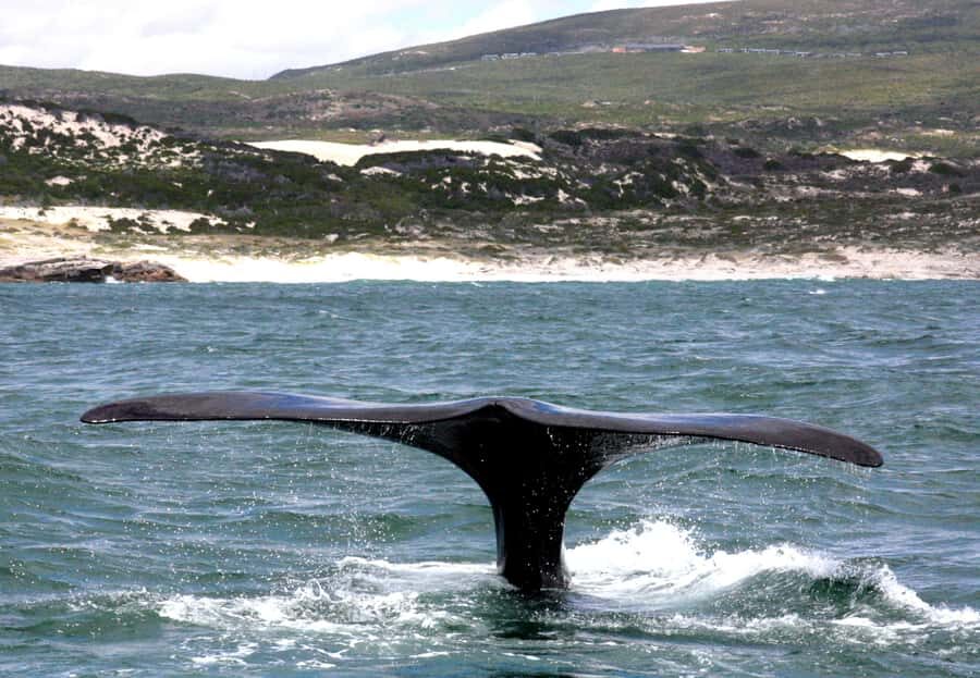 Gansbaai: Shark Dive & Whale Watching Combo Boat Trip - The whale watching part: timing, season, and the sunset option