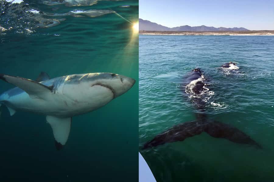Gansbaai: Shark Dive & Whale Watching Combo Boat Trip - Weather and wildlife reality: how to keep your expectations healthy