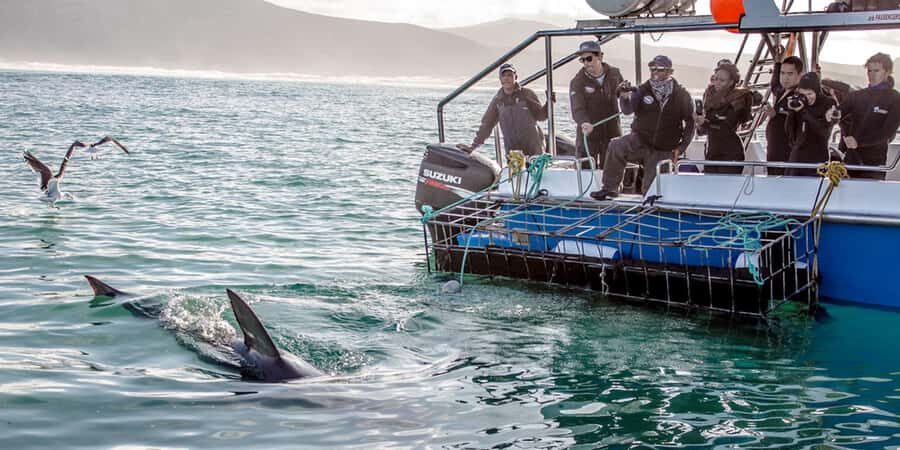 Gansbaai: Shark Dive & Whale Watching Combo Boat Trip - Who this trip suits best (and who might want a different plan)