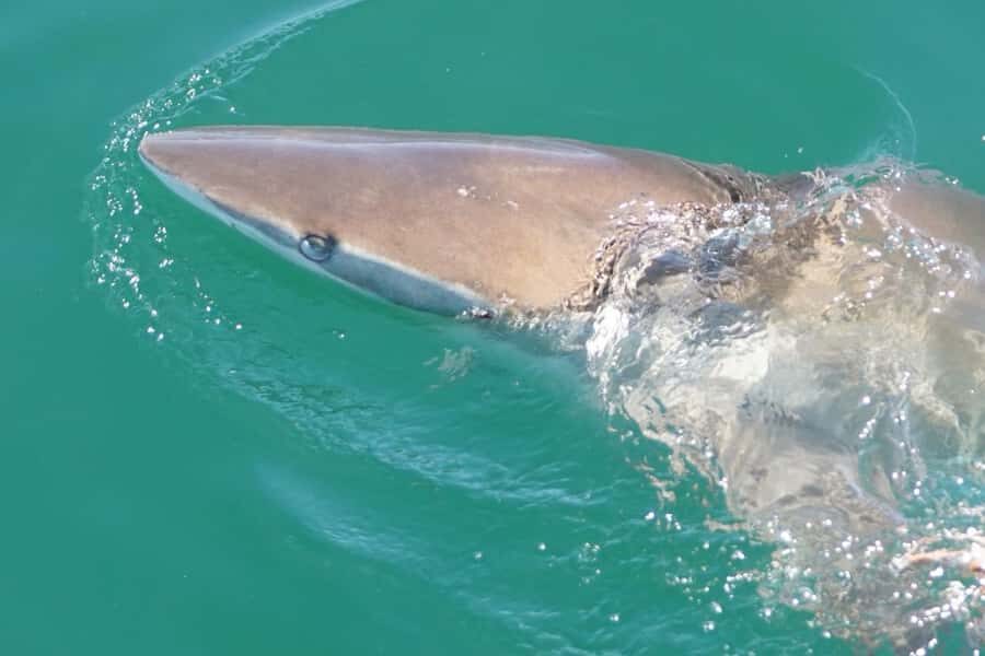 Gansbaai: Shark Dive & Whale Watching Combo Boat Trip - Practical packing and tips that actually matter at sea