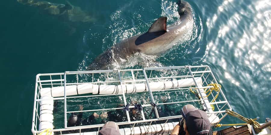 Gansbaai: Shark Dive & Whale Watching Combo Boat Trip - The shark cage encounter: Dyer Island, Shark Alley, and what you’re really chasing