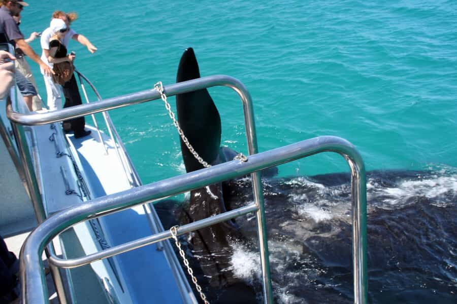 Gansbaai: Whale Watching Trip by Boat - Southern right whales: the kind of viewing that feels real
