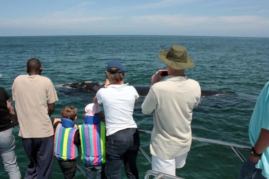Gansbaai: Whale Watching Trip by Boat - More than whales: dolphins, seals, sharks, penguins, and the surprise factor