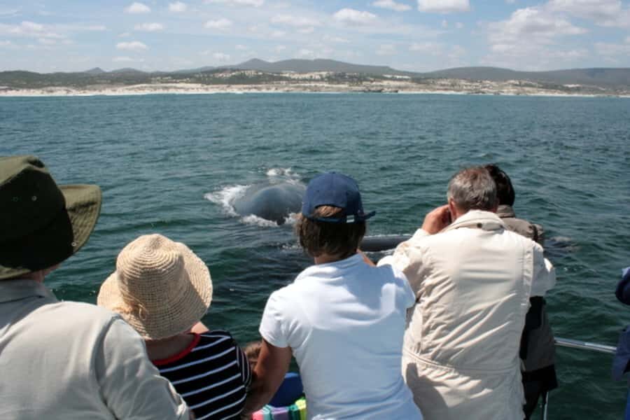 Gansbaai: Whale Watching Trip by Boat - Price and value: what $146 covers and what to budget for