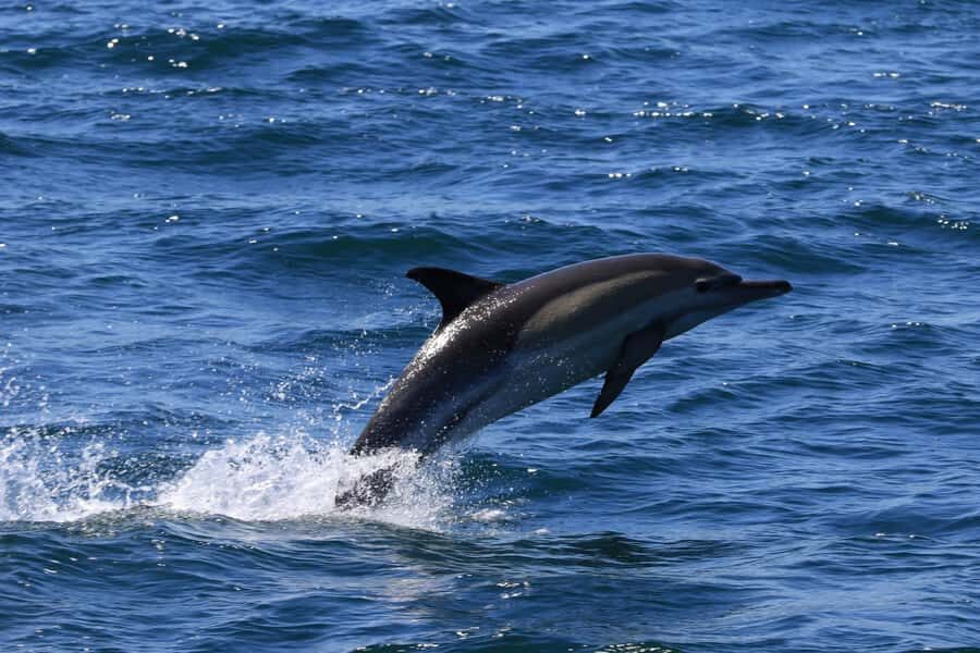Gansbaai: Whale Watching Trip by Boat - Should you book Gansbaai whale watching with Ivanhoe Sea Safaris?