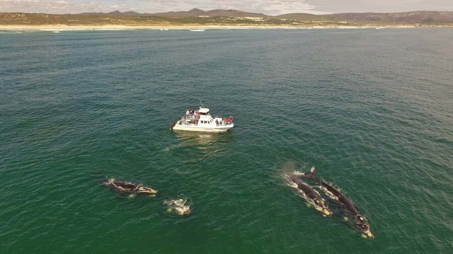 Gansbaai: Whale Watching Trip by Boat - Cruise time and what you’ll actually do for two hours
