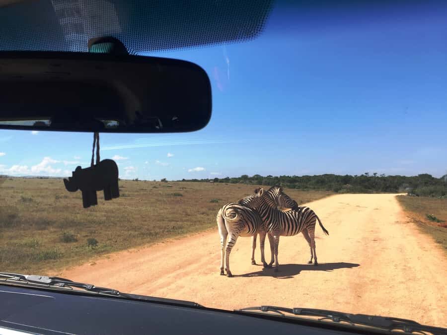 Garden Route and Addo Elephant National Park: 5-Day Safari - Day 3: Touw River canoeing plus a boardwalk hike to waterfalls