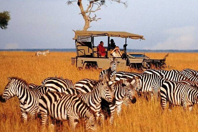 Garden Route and Addo National Park 4 Day Safari - Addo Elephant National Park Game Drive: The Main Event