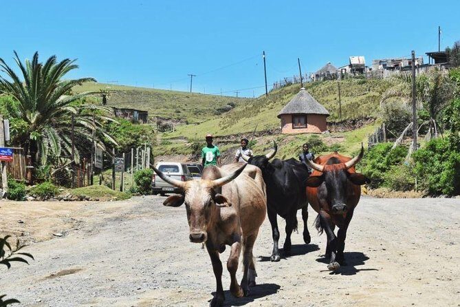 Garden Route Durban to Cape Town via Addo National Park - 7 Days - A Durban-to-Cape Town road trip that removes the self-drive headache