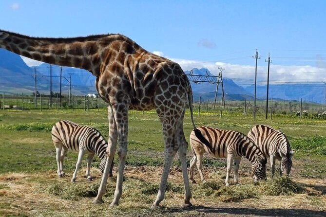 Giraffe Encounter and Cheetah Outreach with Wine Tasting - Key things to know before you go