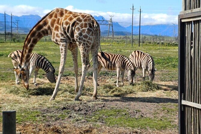 Giraffe Encounter and Cheetah Outreach with Wine Tasting - Cape Town pickup and the 8-hour flow: logistics that actually matter