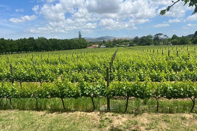 Giraffe Encounter and Cheetah Outreach with Wine Tasting - Who this tour suits best (and who should skip it)
