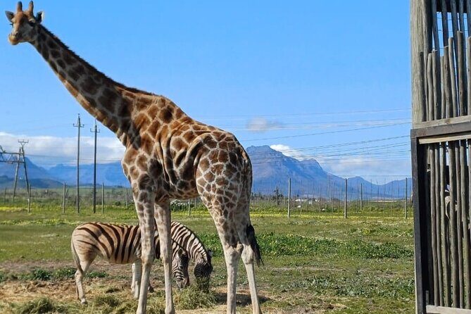Giraffe Encounter and Cheetah Outreach with Wine Tasting - A note on the guide: clarity and friendly pacing