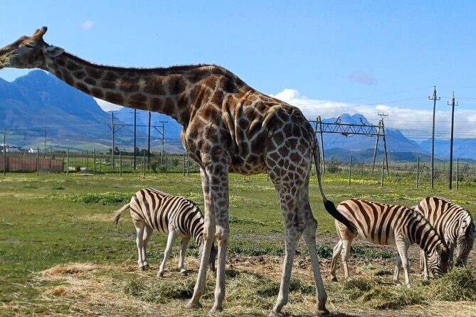Giraffe Encounter and Cheetah Outreach with Wine Tasting - Should you book this giraffe and cheetah + wine tour?