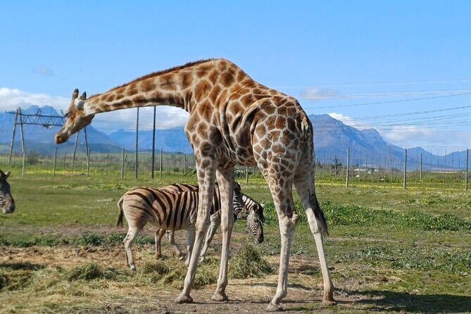 Giraffe Encounter and Cheetah Outreach with Wine Tasting - Stellenbosch vineyards and wine tasting: what the day gives you—and what costs extra