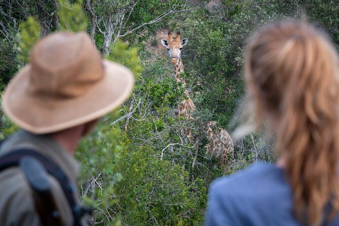 Giraffe Tracking 4x4 Safaris - Price and timing: is $46.83 good value for a 2-hour safari?