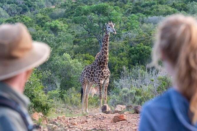 Giraffe Tracking 4x4 Safaris - Who should book this safari, and who might look elsewhere?