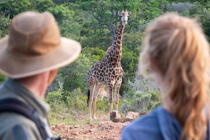 Giraffe Tracking 4x4 Safaris - Should you book Giraffe Tracking 4x4 Safaris in Bellevue?