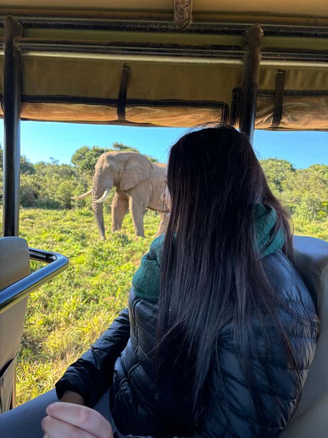 Gqeberha: Park View Game Drive at Schotia Safaris with Lunch - Key things I’d circle first