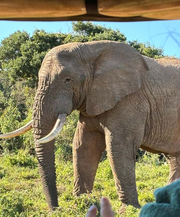 Gqeberha: Park View Game Drive at Schotia Safaris with Lunch - A malaria-free Eastern Cape safari that’s built for consistency