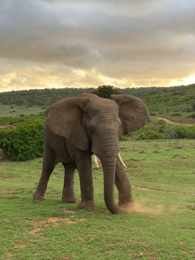 Gqeberha: Park View Game Drive at Schotia Safaris with Lunch - The game drive itself: comfort, spotting, and photo strategy