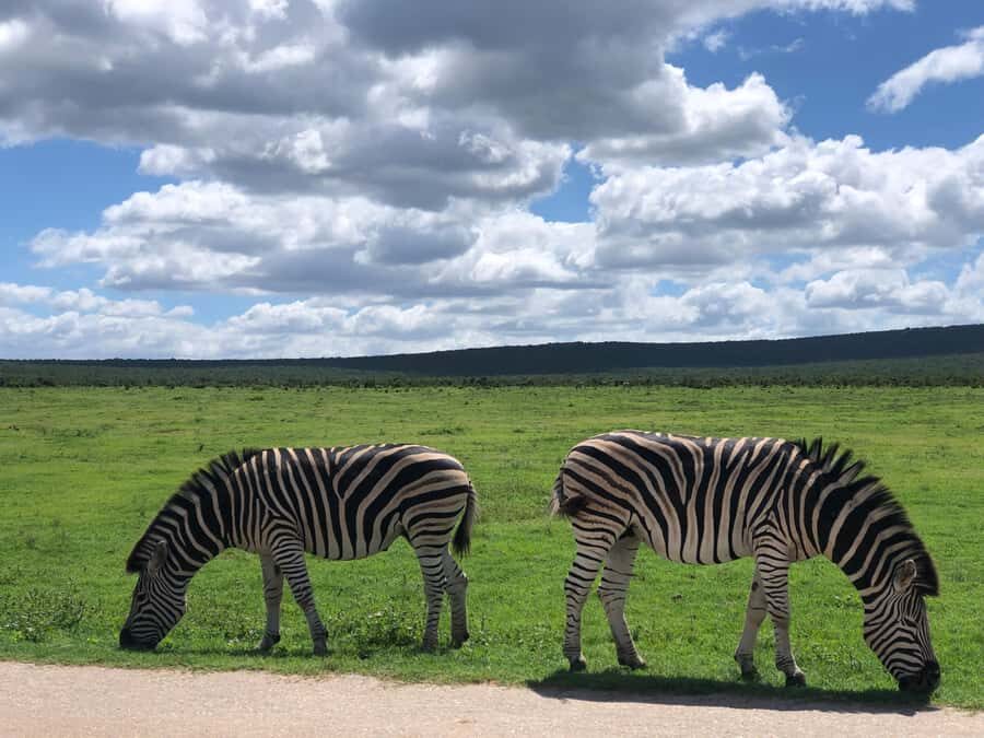 Gqeberha: Park View Game Drive at Schotia Safaris with Lunch - The picnic stop and braai lunch: more than a break