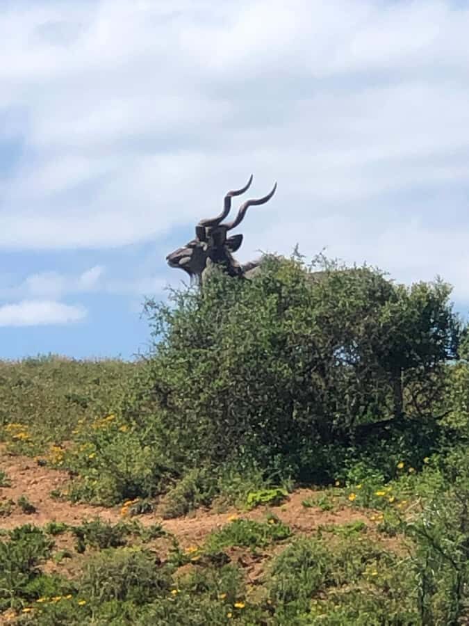 Gqeberha: Park View Game Drive at Schotia Safaris with Lunch - What the reserve offers beyond this package
