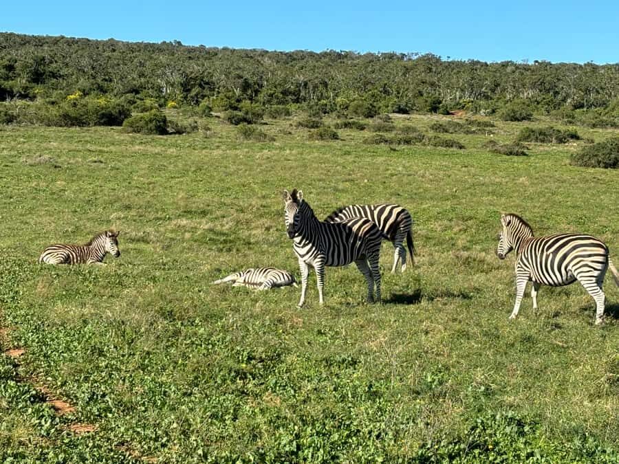 Gqeberha: Park View Game Drive at Schotia Safaris with Lunch - Wildlife density: how to set expectations and get better sightings