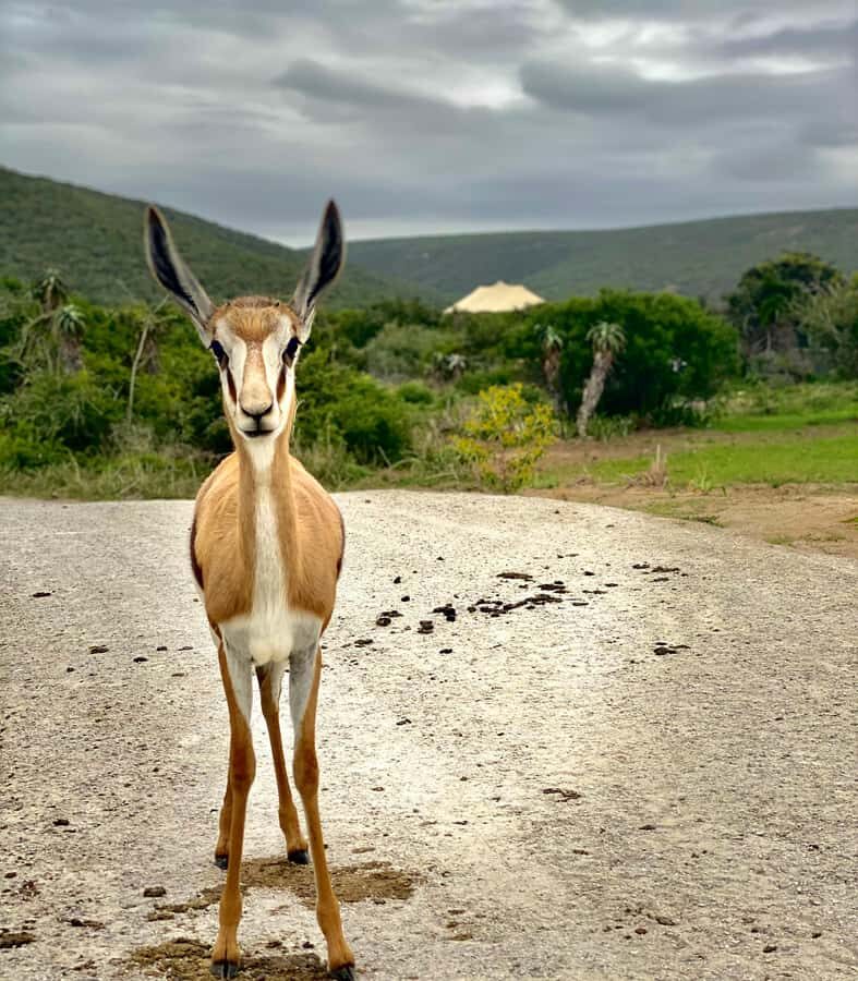 Gqeberha: Park View Game Drive at Schotia Safaris with Lunch - Price and value: is $239 per person fair?