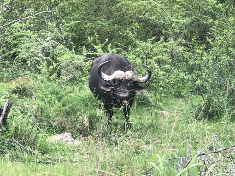 Gqeberha: Park View Game Drive at Schotia Safaris with Lunch - Who should book this game drive (and who might want another option)