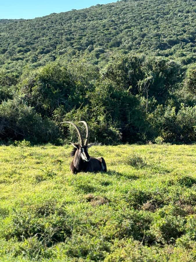 Gqeberha: Park View Game Drive at Schotia Safaris with Lunch - Where you’ll start in Gqeberha (and why it matters)